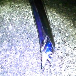 石津浜コウイカエギング、その後湾内に移動太刀魚釣り